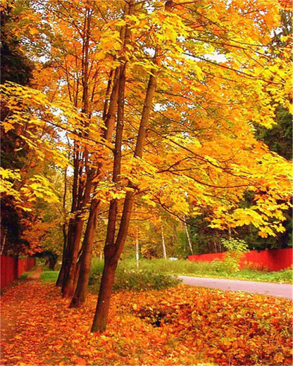 Paint by Number Tree Scene – Handpainted Autumn Landscape on Canvas, DIY Art Kit