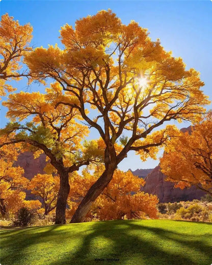 Paint by Number Tree Scene – Handpainted Autumn Landscape on Canvas, DIY Art Kit