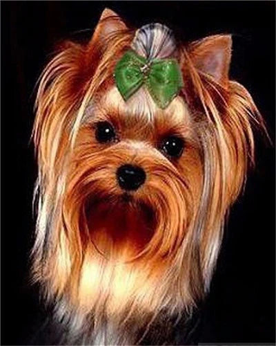 DIY Dog Painting by Numbers – Animal Canvas Drawing Kit for Adults, Home Decor & Gift