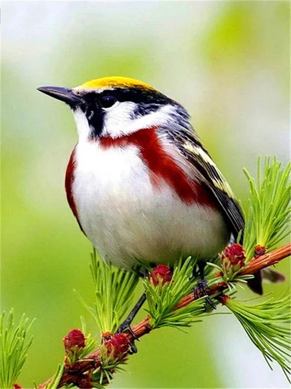 5D Full Square Diamond Painting Bird Picture Of Rhinestone Diamond Embroidery Animal Mosaic Needlework Decor For Home