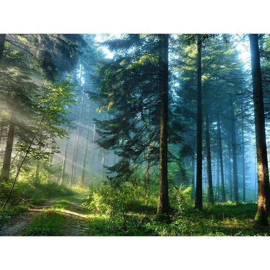 DIY 5D Diamond Painting – Forest Landscape Full Square Drill Embroidery Cross Stitch with Rhinestones